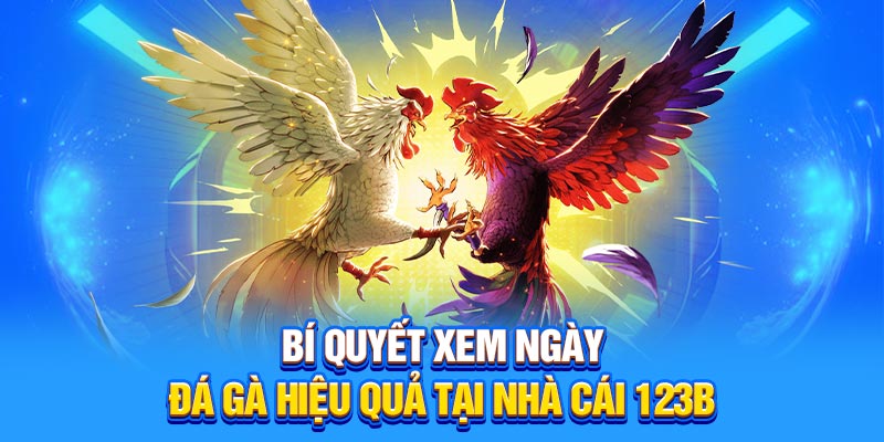 Xem ngày đá gà tại 123b