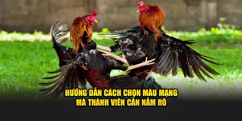 Hướng dẫn cách chọn màu mạng mà thành viên cần nắm rõ