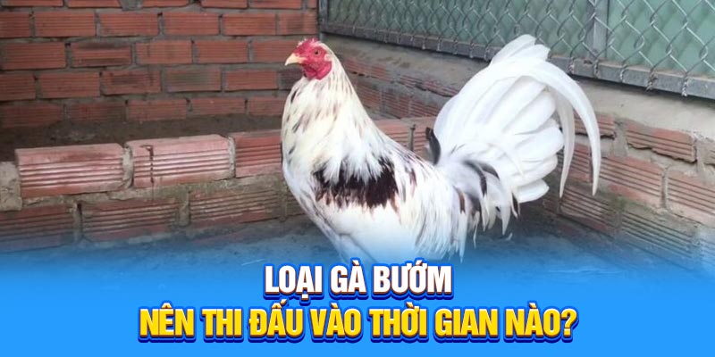 Loại gà bướm nên thi đấu vào thời gian nào?