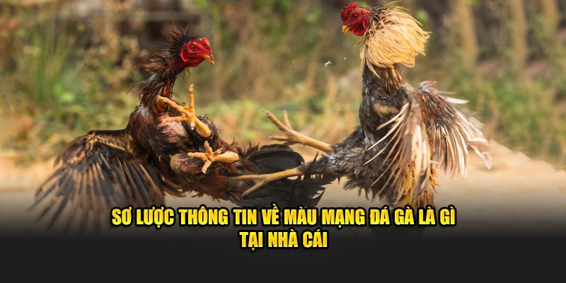 Sơ lược thông tin về màu mạng đá gà là gì tại nhà cái