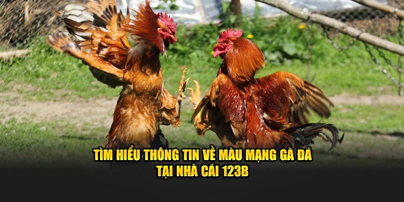 màu mạng gà đá trong 123b